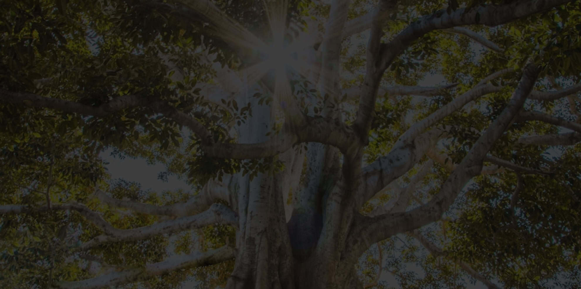 reconnect center tree sunlight
